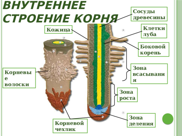 Внешнее и внутреннее строение корня Сосуды древесины Клетки луба Кожица Боковой корень Зона всасывания Корневые волоски Зона роста Зона деления Корневой чехлик 