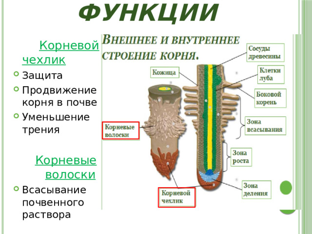 Функции  Корневой чехлик Защита Продвижение корня в почве Уменьшение трения Корневые  волоски Всасывание почвенного раствора 