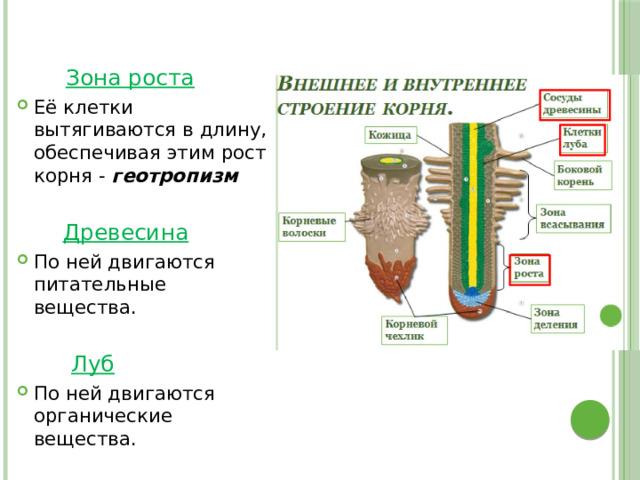  Зона роста Её клетки вытягиваются в длину, обеспечивая этим рост корня - геотропизм  Древесина По ней двигаются питательные вещества.  Луб По ней двигаются органические вещества. 