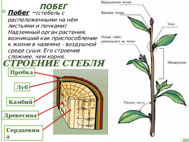 Побег Побег  – (стебель с расположенными на нём листьями и почками) Надземный орган растения, возникший как приспособление к жизни в наземно - воздушной среде суши. Его строение сложнее, чем корня. Строение стебля Пробка Луб Камбий Древесина Сердцевина 