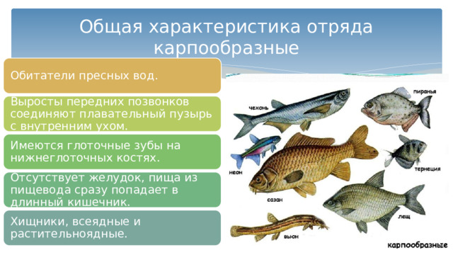 Чем отличаются классы рыб. Общая характеристика рыб. Общая характеристика костных рыб. Отряд Карпообразные представители. Костные рыбы характеристика.