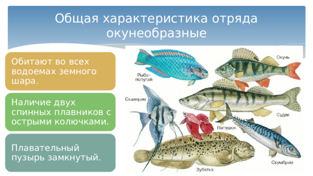 Особенности классов костные рыбы. Отряд окунеобразные представители. Окунеобразные рыбы представители. Общая характеристика костных рыб. Отряд окунеобразные строение.