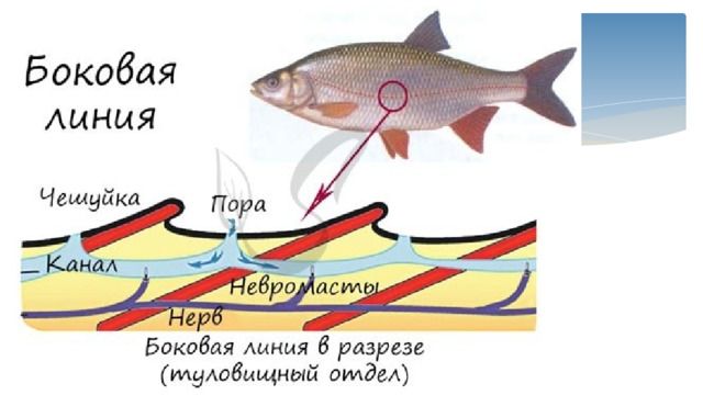 Функция органа боковой линии рыб. Боковая линия у костных рыб. Органы боковой линии у рыб. Строение органа боковой линии у рыб. Боковая линия орган чувств у рыб.