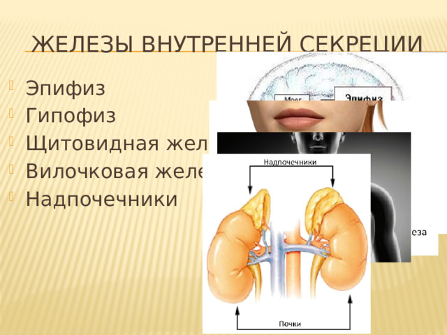 Железы внутренней секреции Эпифиз Гипофиз Щитовидная железа Вилочковая железа Надпочечники 