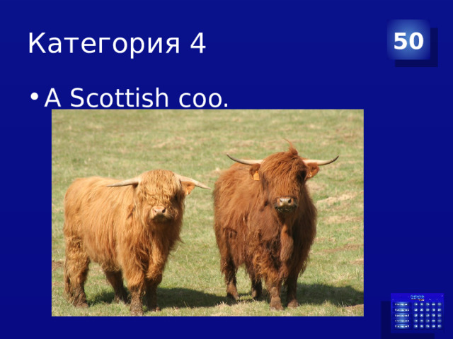 Категория 4 50 A Scottish coo. 