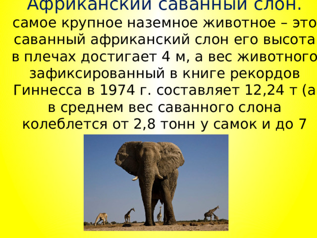 Известно что индийский слон крупное наземное. Самое крупное наземное животное. Африканский слон самое крупное сухопутное животное. Самое крупное наземное животное в истории. Африканский слон изложение.