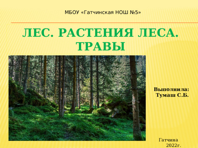 МБОУ «Гатчинская НОШ №5» Лес. Растения леса. Травы Выполнила: Тумаш С.Б. Гатчина 2022г. 