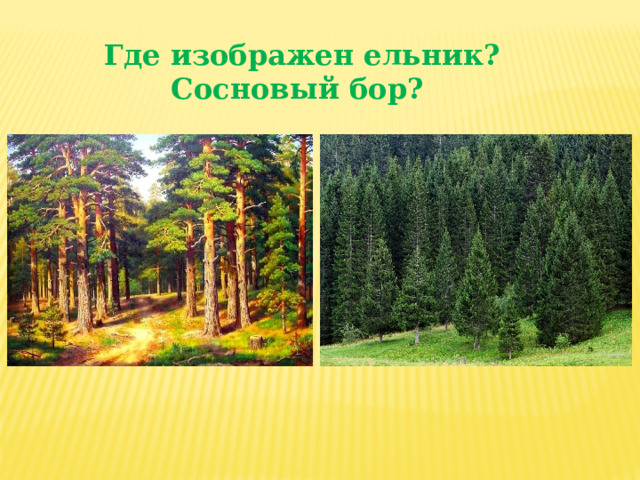 Где изображен ельник? Сосновый бор?   