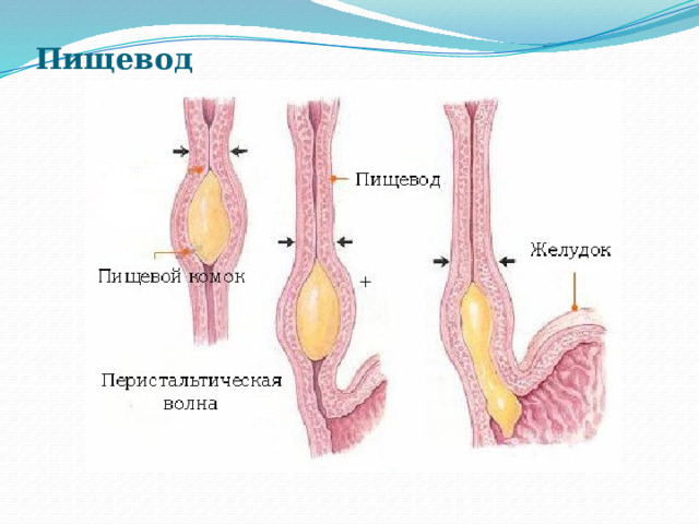Пищевод  - мышечная трубка длиной около 25 см , лежащая позади трахеи. Через отверстие в диафрагме пищевод из грудной полости проникает в брюшную полость, где соединяется с желудком. Сокращения мышц пищевода продвигают пищевой комок в желудок. 