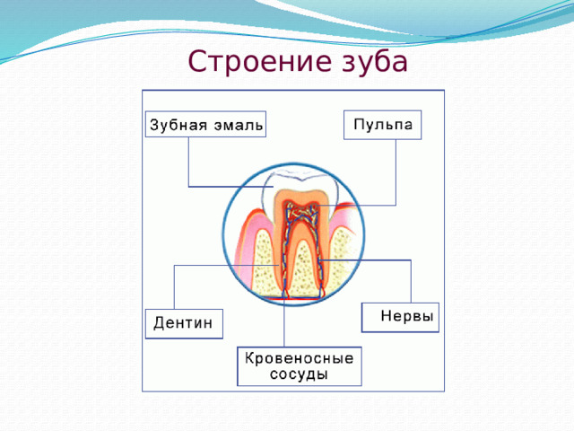 Формула зубов взрослого человека. резцы клык малые коренные большие коренные н большие коренные малые коренные клык резцы 