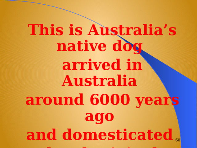 This is Australia’s native dog arrived in Australia around 6000 years ago and domesticated by Aboriginal people.   