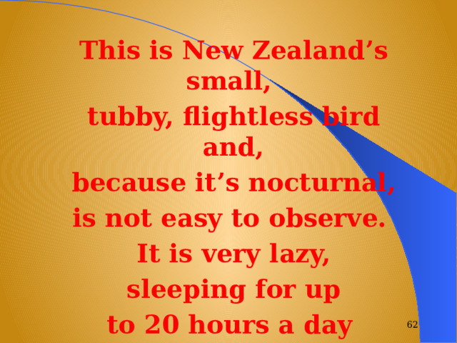 This is New Zealand’s small, tubby, flightless bird and,  because it’s nocturnal, is not easy to observe. It is very lazy,  sleeping for up to 20 hours a day  