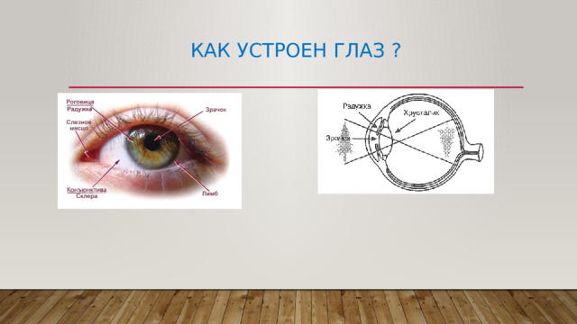 Как устроен глаз ? 