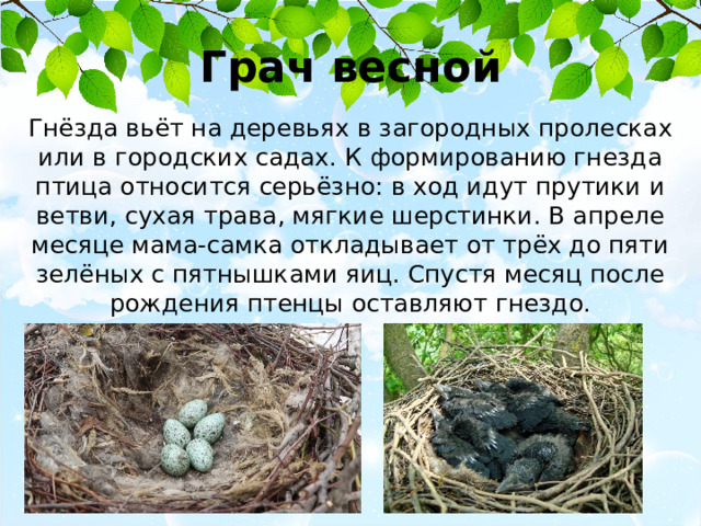 Грач весной Гнёзда вьёт на деревьях в загородных пролесках или в городских садах. К формированию гнезда птица относится серьёзно: в ход идут прутики и ветви, сухая трава, мягкие шерстинки. В апреле месяце мама-самка откладывает от трёх до пяти зелёных с пятнышками яиц. Спустя месяц после рождения птенцы оставляют гнездо. 