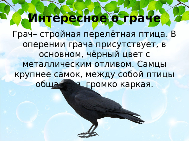 Интересное о граче Грач– стройная перелётная птица. В оперении грача присутствует, в основном, чёрный цвет с металлическим отливом. Самцы крупнее самок, между собой птицы общаются, громко каркая. 