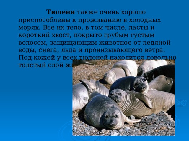  Тюлени также очень хорошо приспособлены к проживанию в холодных морях. Все их тело, в том числе, ласты и короткий хвост, покрыто грубым густым волосом, защищающим животное от ледяной воды, снега, льда и пронизывающего ветра. Под кожей у всех тюленей находится довольно толстый слой жира. 