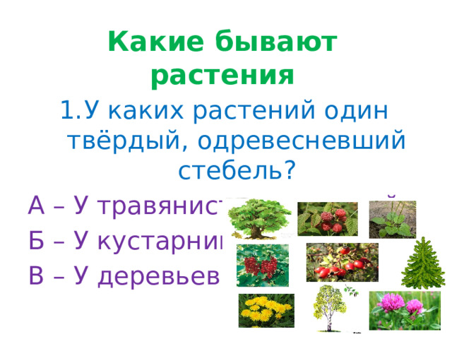 Какие бывают растения У каких растений один твёрдый, одревесневший стебель? А – У травянистых растений Б – У кустарников В – У деревьев 