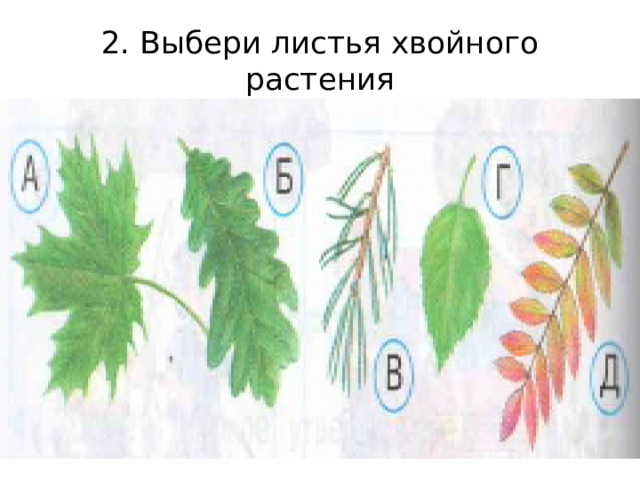 2. Выбери листья хвойного растения 