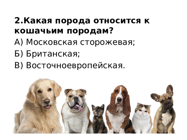 2.Какая порода относится к кошачьим породам? А) Московская сторожевая; Б) Британская; В) Восточноевропейская. 