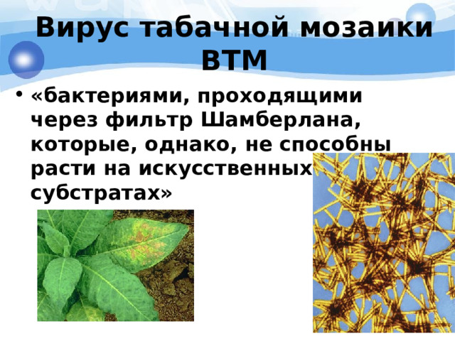 Вирус табачной мозаики ВТМ «бактериями, проходящими через фильтр Шамберлана, которые, однако, не способны расти на искусственных субстратах» 