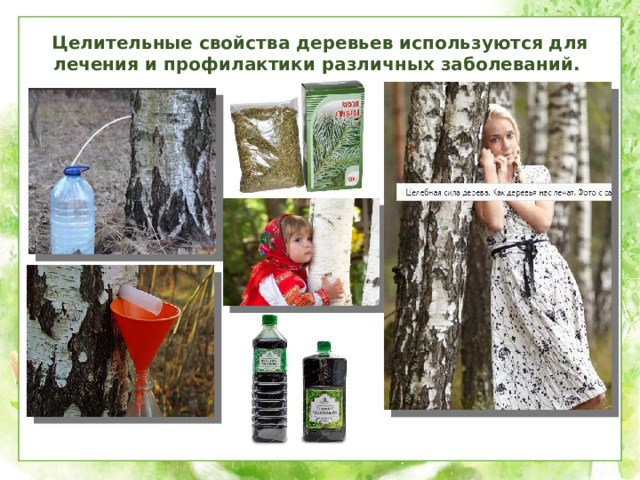 Целительные свойства деревьев используются для лечения и профилактики различных заболеваний.