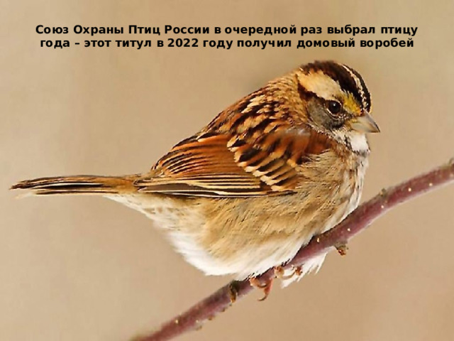 Союз Охраны Птиц России в очередной раз выбрал птицу года – этот титул в 2022 году получил домовый воробей 