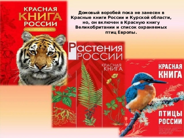 Домовый воробей пока не занесен в Красные книги России и Курской области, но, он включен в Красную книгу Великобритании и список охраняемых птиц Европы. 