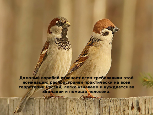 Домовый воробей отвечает всем требованиям этой номинации: распространен практически на всей территории России, легко узнаваем и нуждается во внимании и помощи человека. 