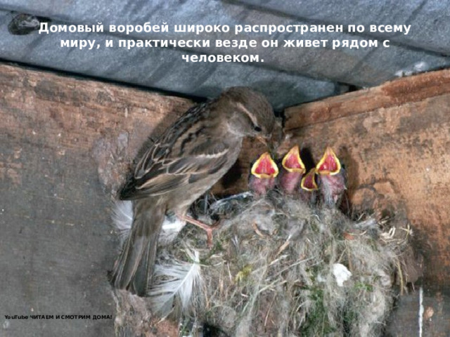 Домовый воробей широко распространен по всему миру, и практически везде он живет рядом с человеком.  YouTube ЧИТАЕМ И СМОТРИМ ДОМА! 