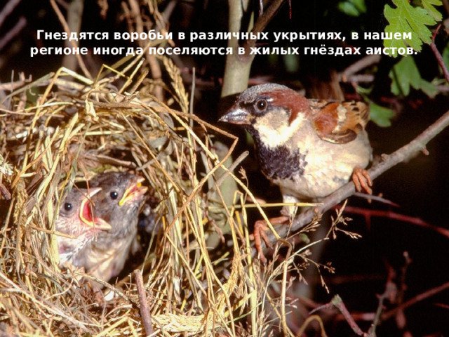 Гнездятся воробьи в различных укрытиях, в нашем регионе иногда поселяются в жилых гнёздах аистов. 
