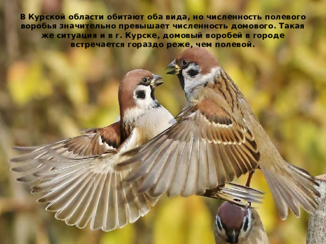 В Курской области обитают оба вида, но численность полевого воробья значительно превышает численность домового. Такая же ситуация и в г. Курске, домовый воробей в городе встречается гораздо реже, чем полевой. 