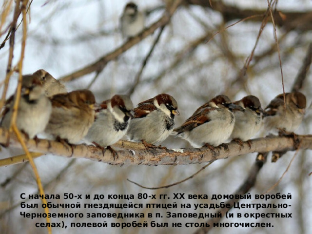 С начала 50-х и до конца 80-х гг. ХХ века домовый воробей был обычной гнездящейся птицей на усадьбе Центрально-Черноземного заповедника в п. Заповедный (и в окрестных селах), полевой воробей был не столь многочислен.   
