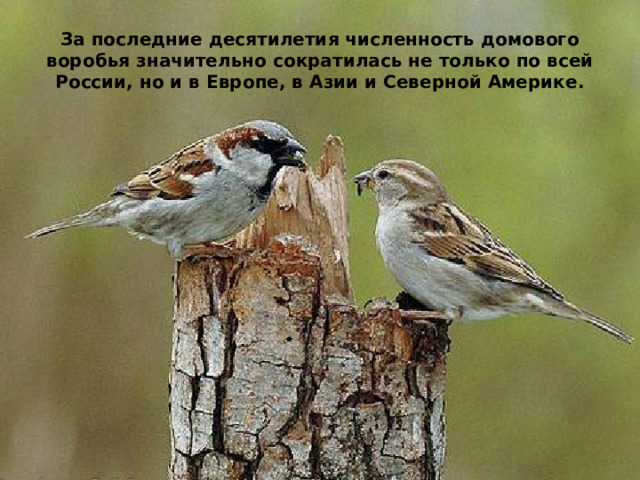 За последние десятилетия численность домового воробья значительно сократилась не только по всей России, но и в Европе, в Азии и Северной Америке. 