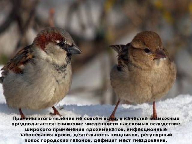 Причины этого явления не совсем ясны, в качестве возможных предполагается: снижение численности насекомых вследствие широкого применения ядохимикатов, инфекционные заболевания крови, деятельность хищников, регулярный покос городских газонов, дефицит мест гнездования. 