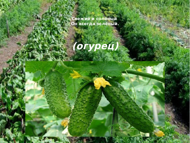   Свежий и солёный  Он всегда зелёный.    (огурец) 