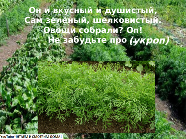 Он и вкусный и душистый,  Сам зелёный, шелковистый.  Овощи собрали? Оп!  Не забудьте про … (укроп) 
