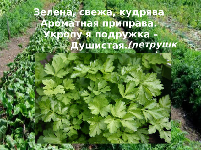Зелена, свежа, кудрява  Ароматная приправа.  Укропу я подружка –  Душистая… (петрушка) 