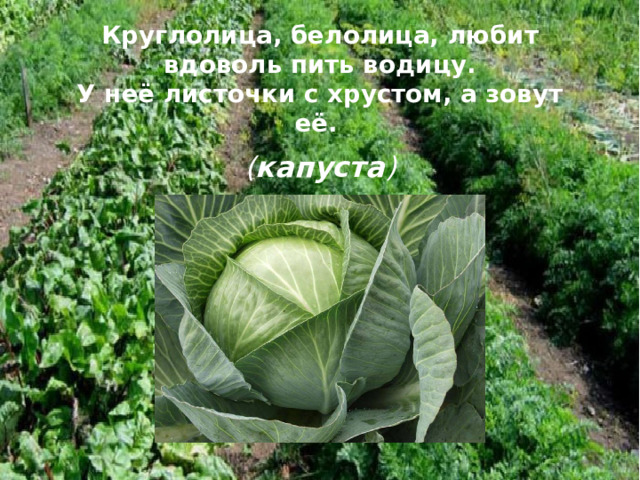 Круглолица, белолица, любит вдоволь пить водицу.  У неё листочки с хрустом, а зовут её.   ( капуста ) 