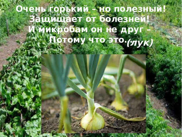 Очень горький – но полезный! Защищает от болезней!  И микробам он не друг –  Потому что это… (лук) 