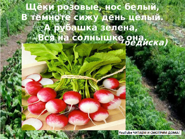 Щёки розовые, нос белый,  В темноте сижу день целый.  А рубашка зелена,  Вся на солнышке она. (редиска) 