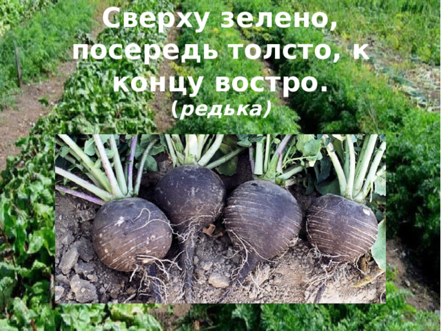 Сверху зелено, посередь толсто, к концу востро. ( редька) 