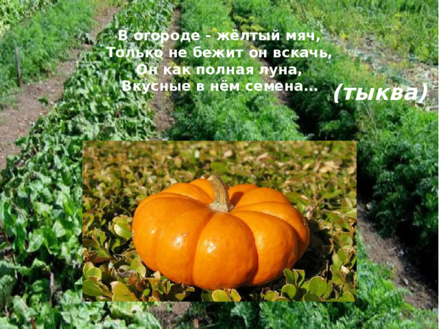 В огороде - жёлтый мяч,  Только не бежит он вскачь,  Он как полная луна,  Вкусные в нём семена…   (тыква) 