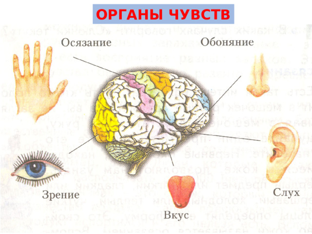 ОРГАНЫ ЧУВСТВ 