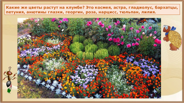 Какие же цветы растут на клумбе? Это космея, астра, гладиолус, бархатцы, петуния, анютины глазки, георгин, роза, нарцисс, тюльпан, лилия. 