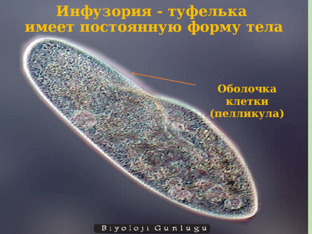 Инфузория - туфелька  имеет постоянную форму тела Оболочка клетки (пелликула) 