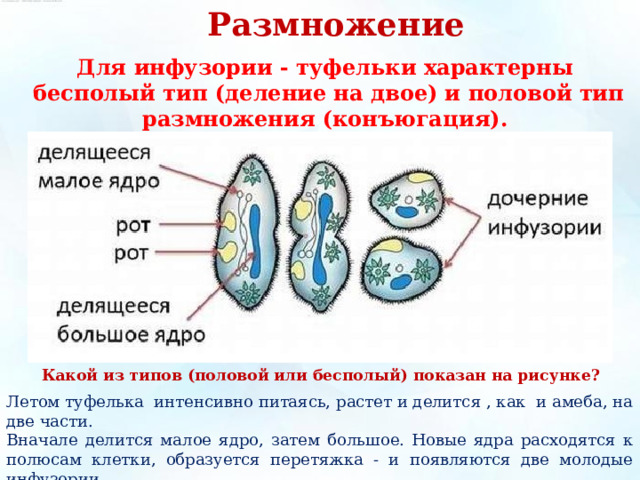 Размножение Для инфузории - туфельки характерны бесполый тип (деление на двое) и половой тип размножения (конъюгация). Какой из типов (половой или бесполый) показан на рисунке? Летом туфелька интенсивно питаясь, растет и делится , как и амеба, на две части. Вначале делится малое ядро, затем большое. Новые ядра расходятся к полюсам клетки, образуется перетяжка - и появляются две молодые инфузории. Через сутки деление повторяется. 