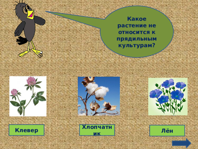 Какое растение не относится к прядильным культурам? 4 0 7 Клевер Хлопчатник Лён 