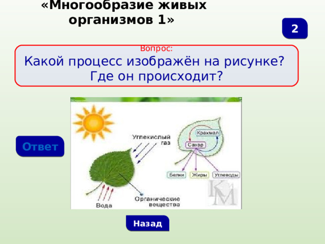  «Многообразие живых организмов 1» 2  Вопрос:  Какой процесс изображён на рисунке? Где он происходит? Ответ Назад 