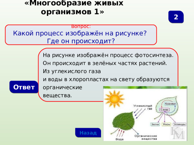  «Многообразие живых организмов 1» 2  Вопрос:  Какой процесс изображён на рисунке? Где он происходит? На рисунке изображён процесс фотосинтеза. Он происходит в зелёных частях растений. Из углекислого газа и воды в хлоропластах на свету образуются органические вещества. Ответ Назад 