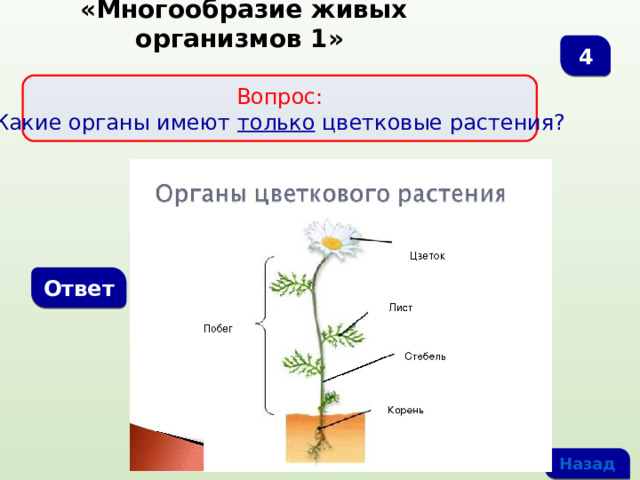  «Многообразие живых организмов 1» 4 Вопрос:  Какие органы имеют только цветковые растения? Ответ Назад 